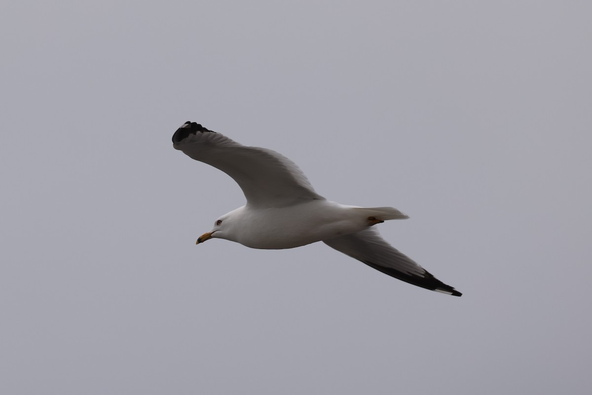 Ring-billed Gull - ML624107936