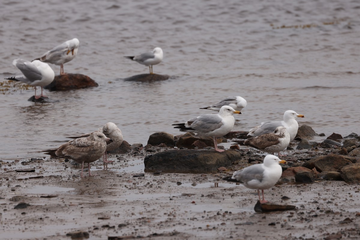 American Herring Gull - ML624107944