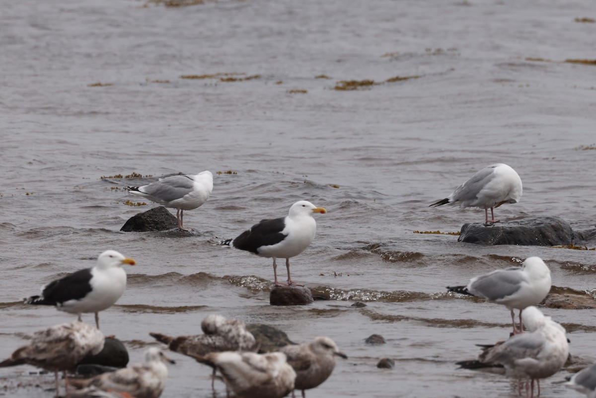 Great Black-backed Gull - ML624107970