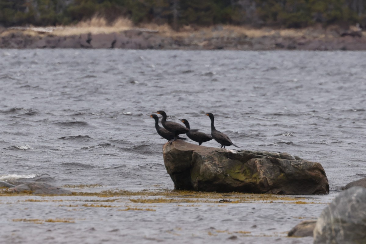 Double-crested Cormorant - ML624107971