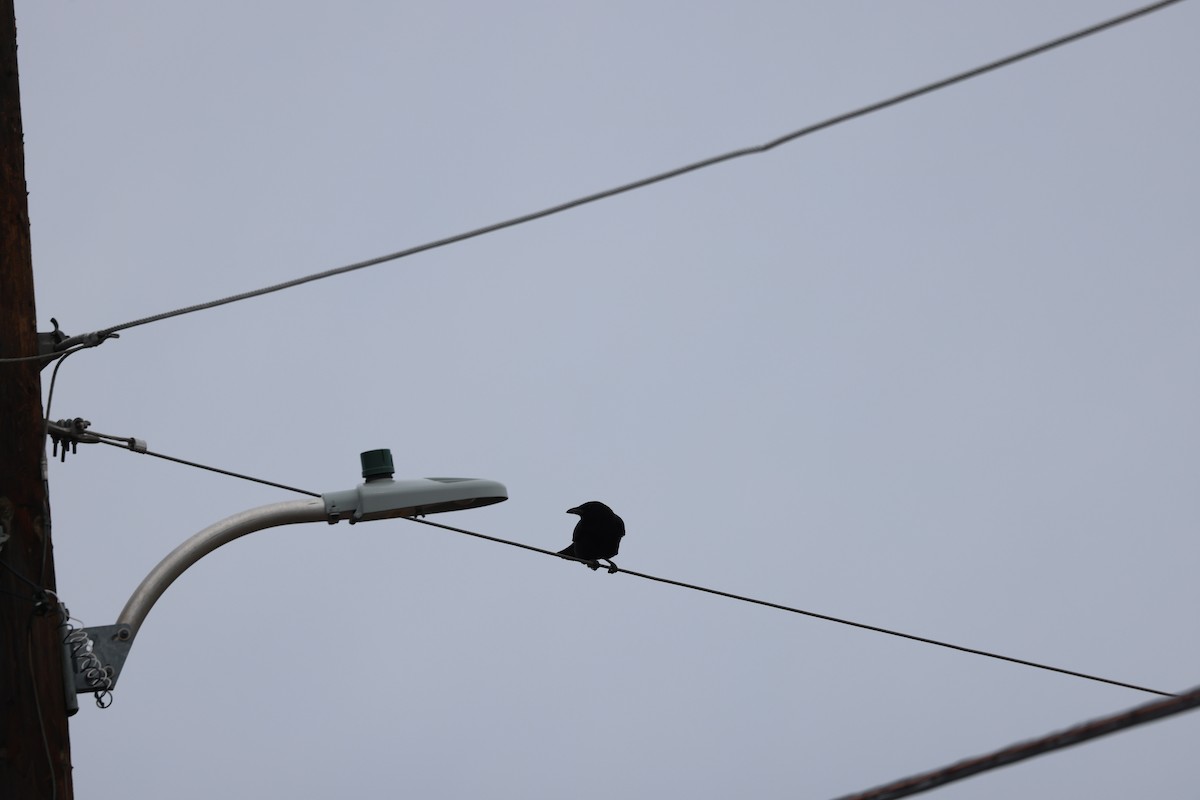 American Crow - ML624107975