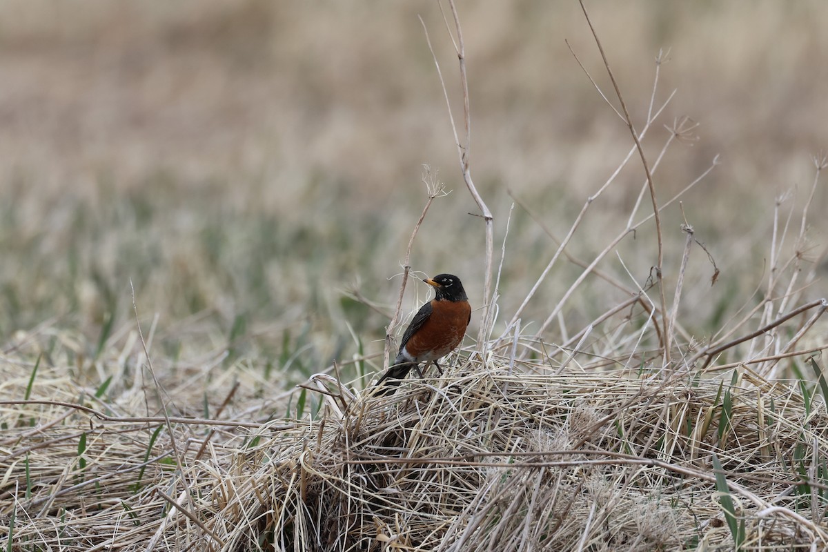 American Robin - ML624107977