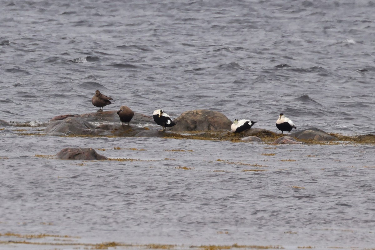 Common Eider - ML624107984