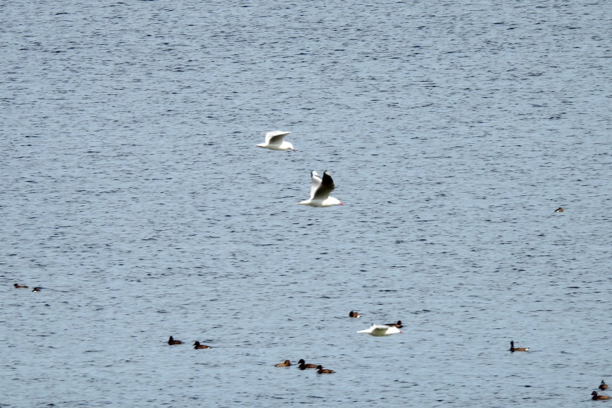 Silver Gull - B Jenkins