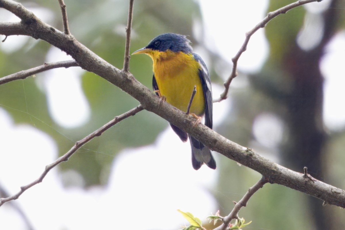 Tropical Parula - ML624108028