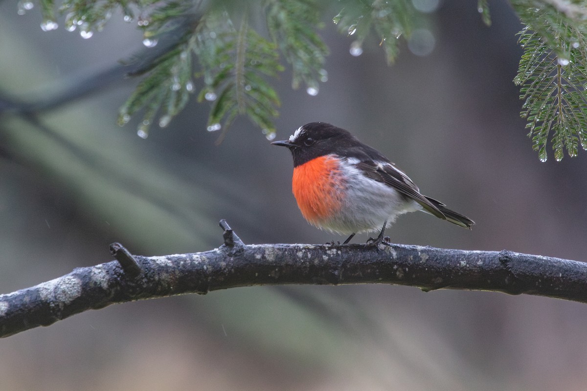 Scarlet Robin - ML624108035