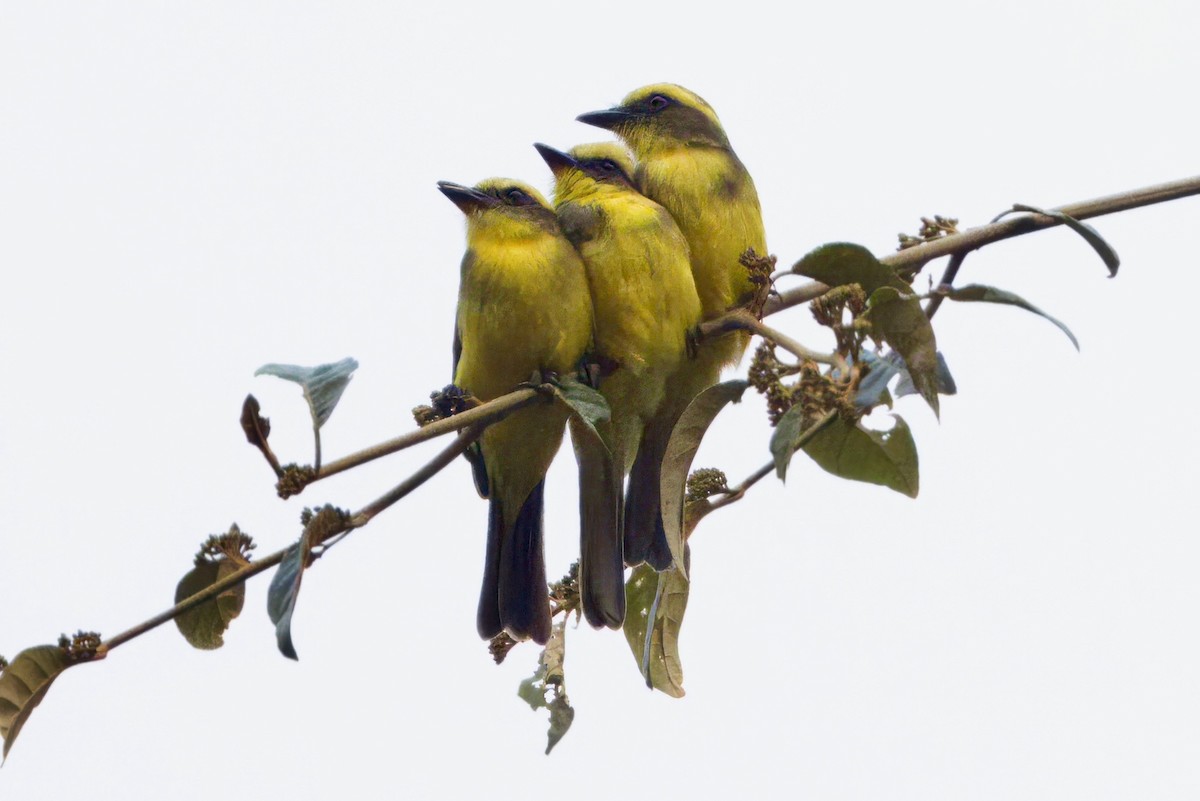 Lemon-browed Flycatcher - ML624108071