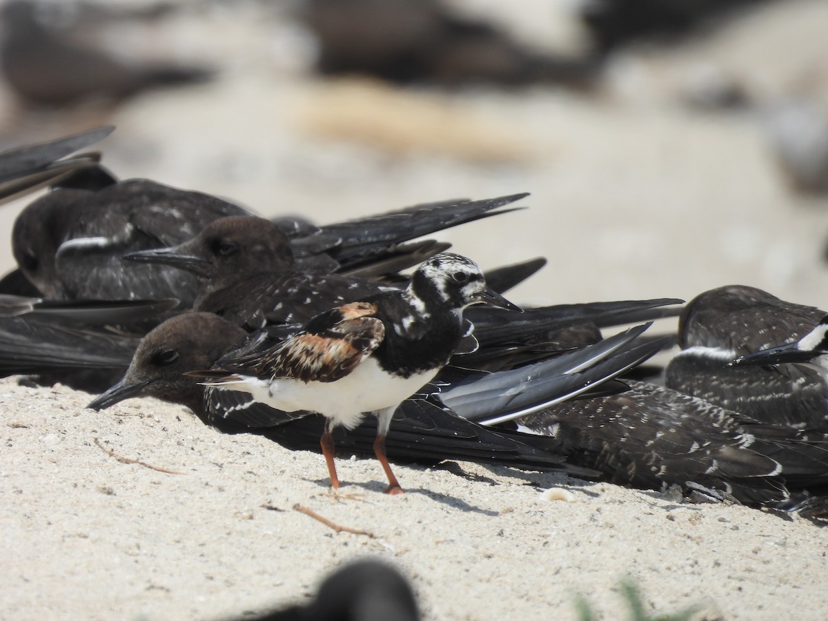 Ruddy Turnstone - ML624108115