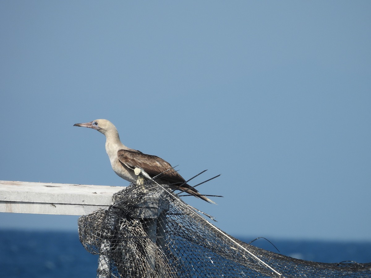 Red-footed Booby - ML624108117