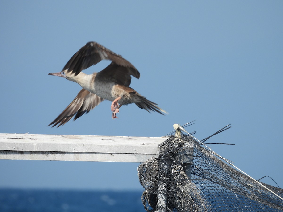 Red-footed Booby - ML624108118