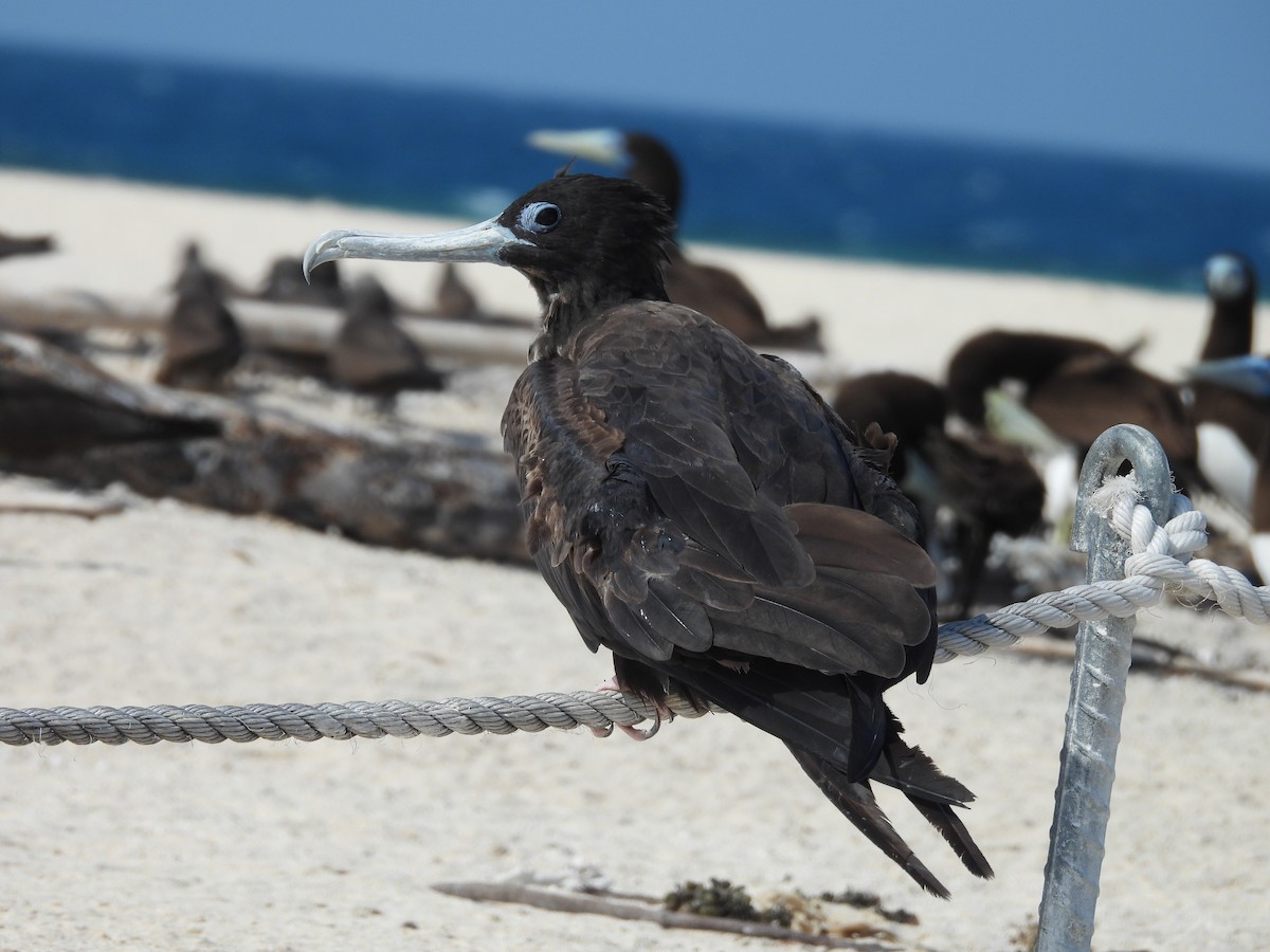 Great Frigatebird - ML624108124