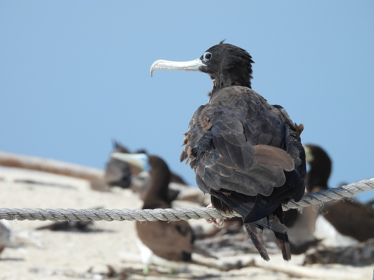 Great Frigatebird - ML624108125