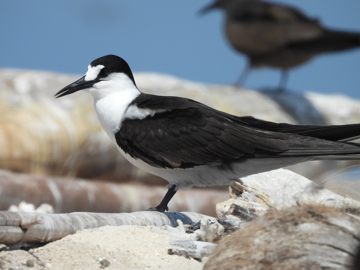 Sooty Tern - ML624108138