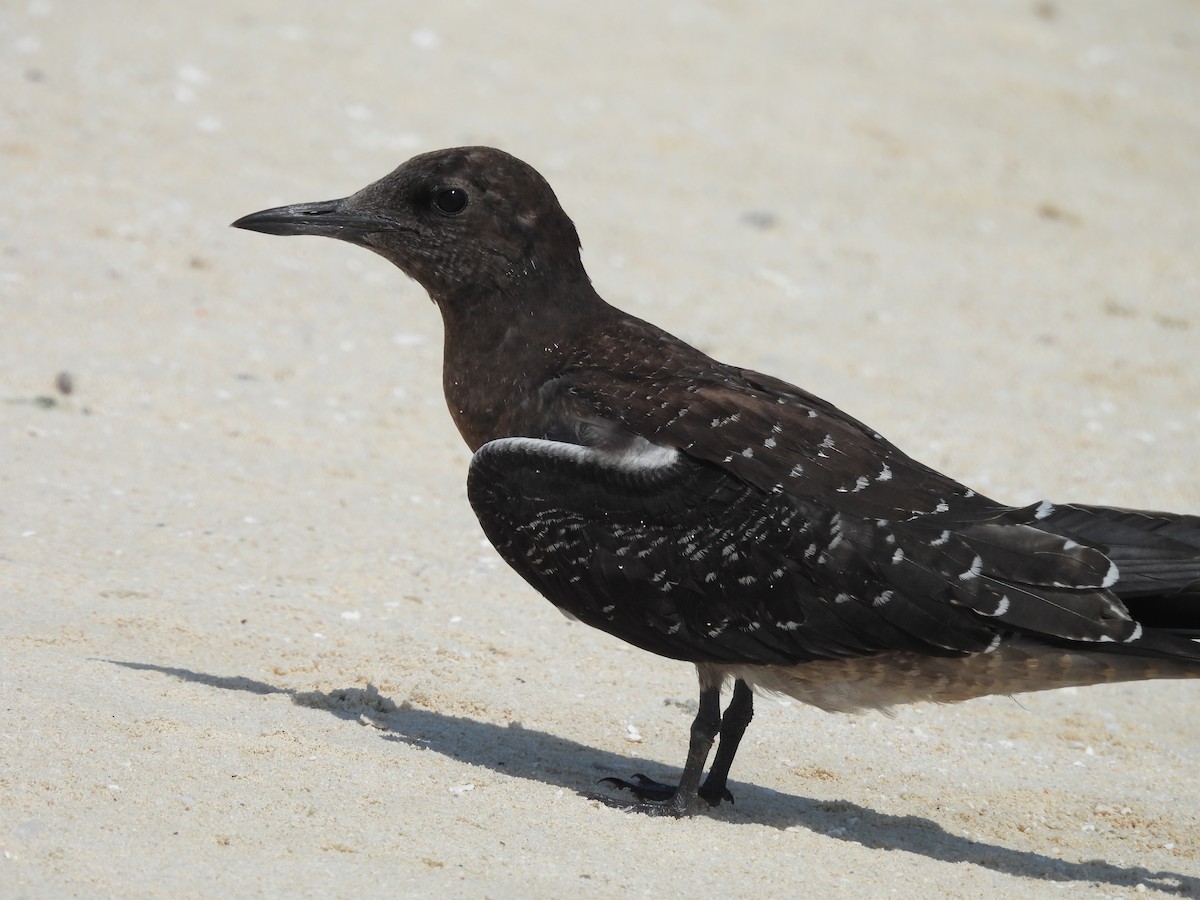 Sooty Tern - ML624108139