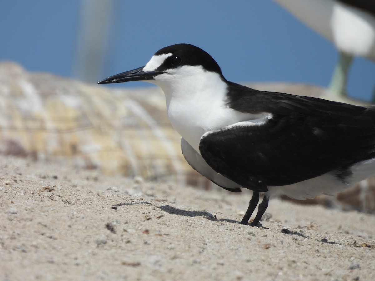 Sooty Tern - ML624108140