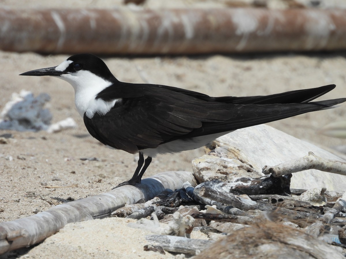 Sooty Tern - ML624108141