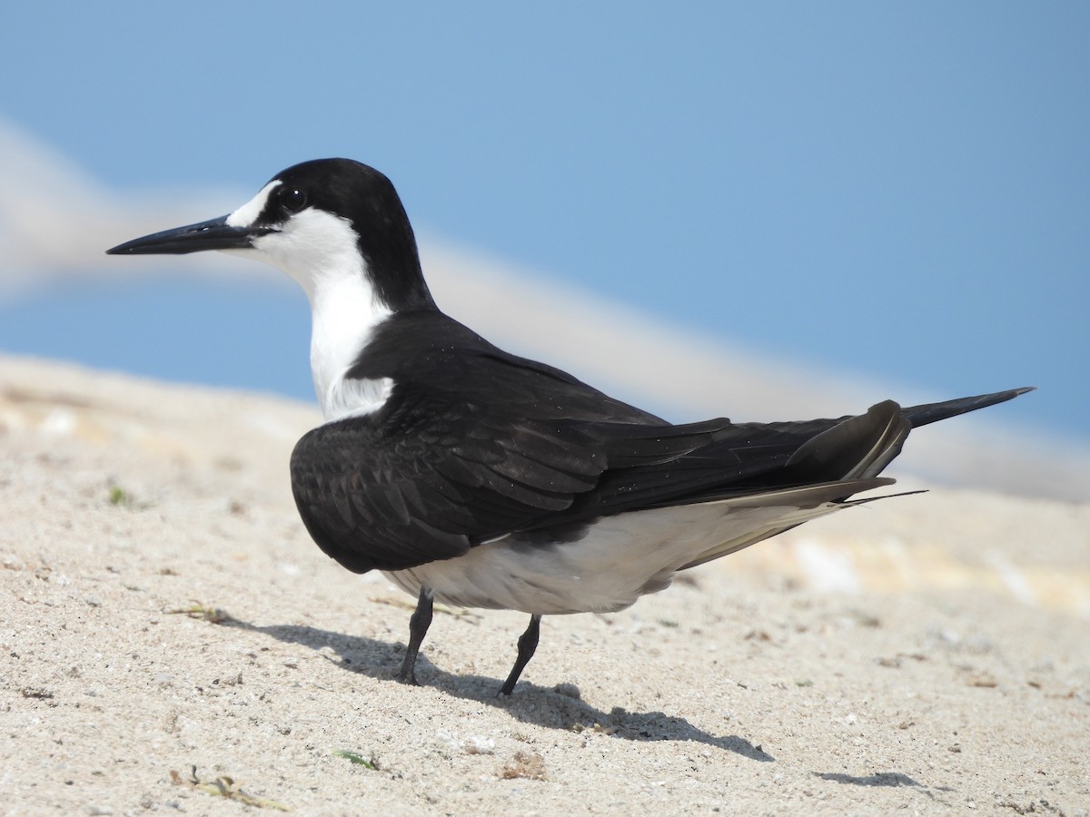 Sooty Tern - ML624108142