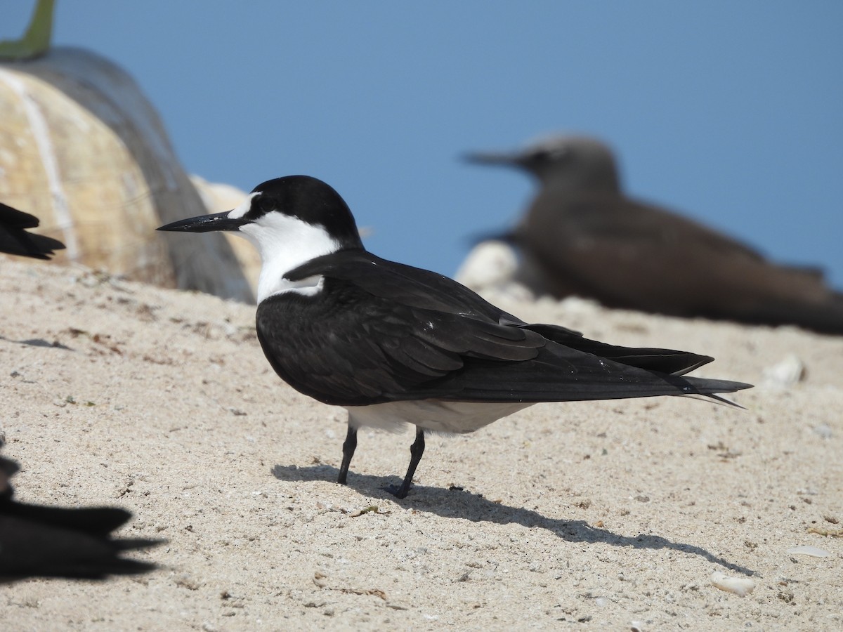 Sooty Tern - ML624108143