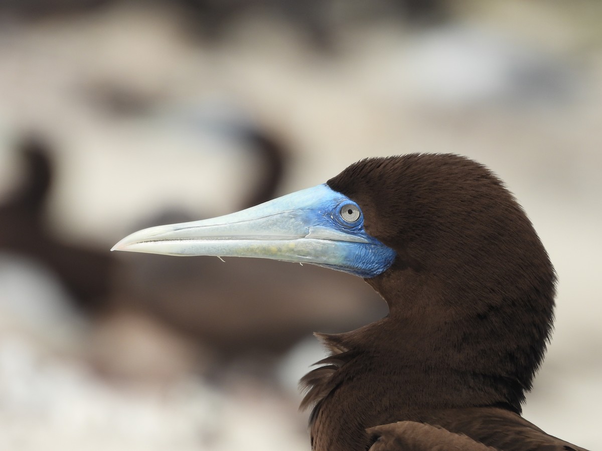 Brown Booby - ML624108146