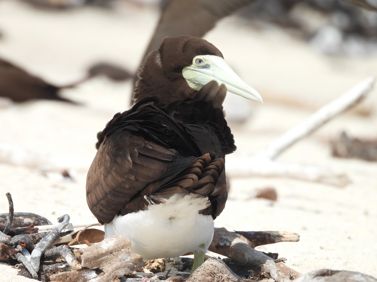 Brown Booby - ML624108147