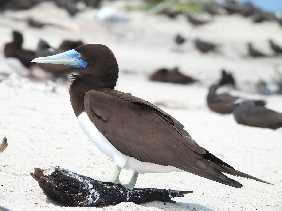 Brown Booby - ML624108148