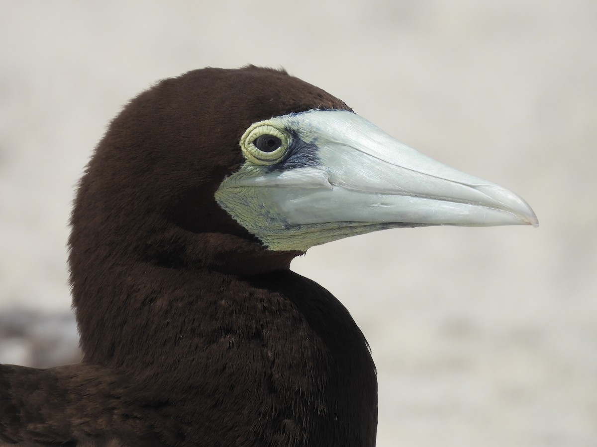 Brown Booby - ML624108149