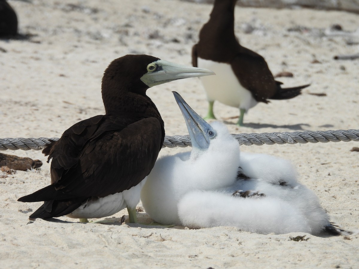 Brown Booby - ML624108150