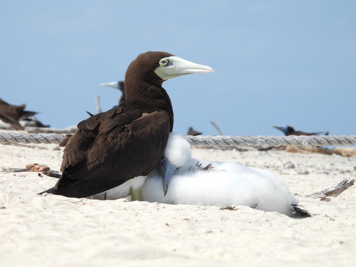 Brown Booby - ML624108151