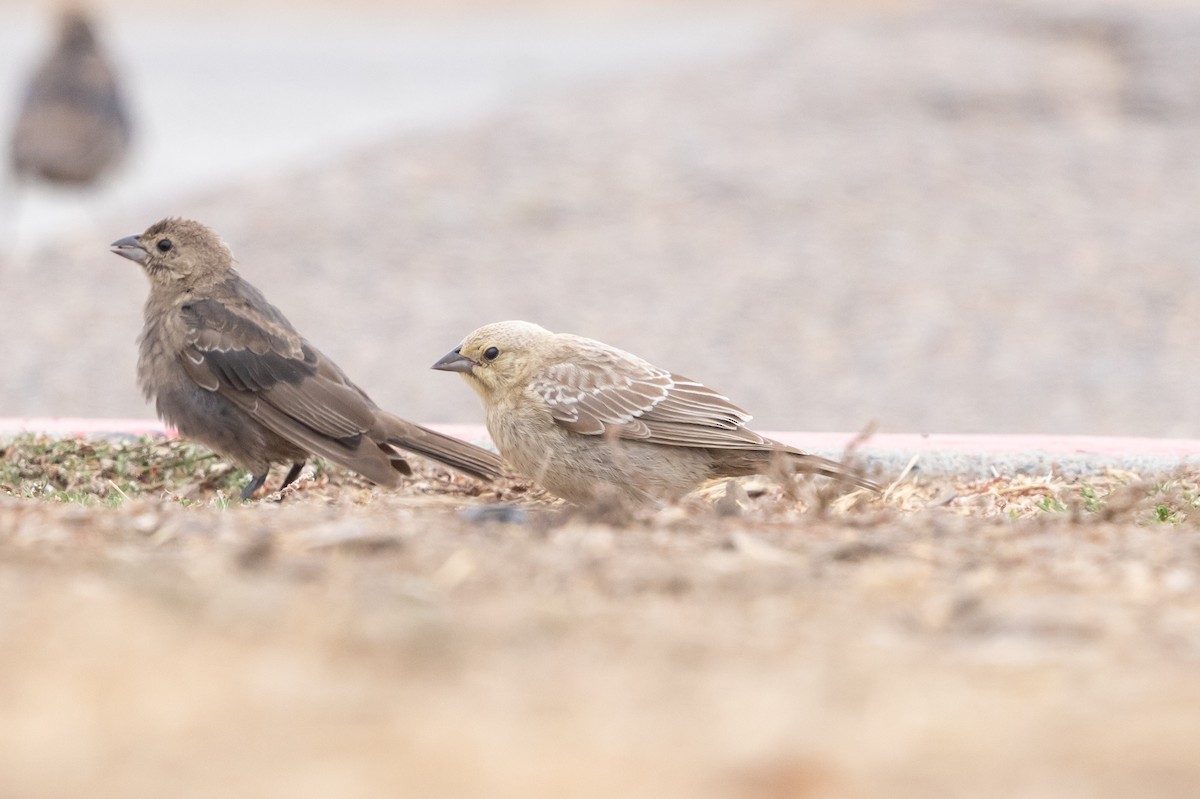 Brown-headed Cowbird - ML624108157