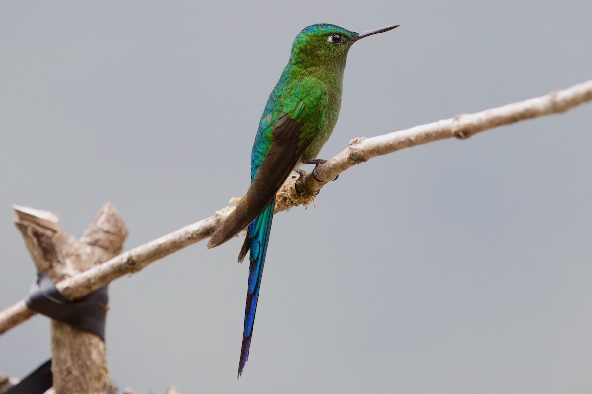 Long-tailed Sylph - ML624108164