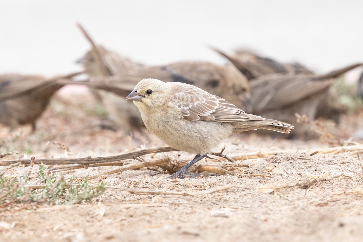 Brown-headed Cowbird - ML624108170