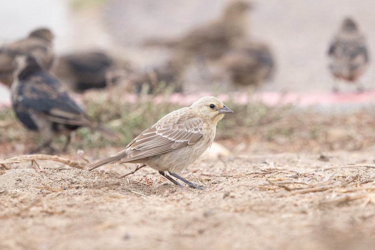 Brown-headed Cowbird - ML624108173