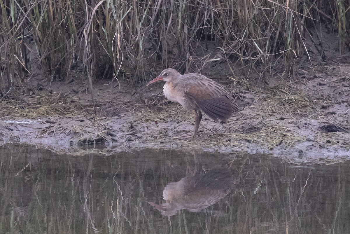 Ridgway's Rail - ML624108176