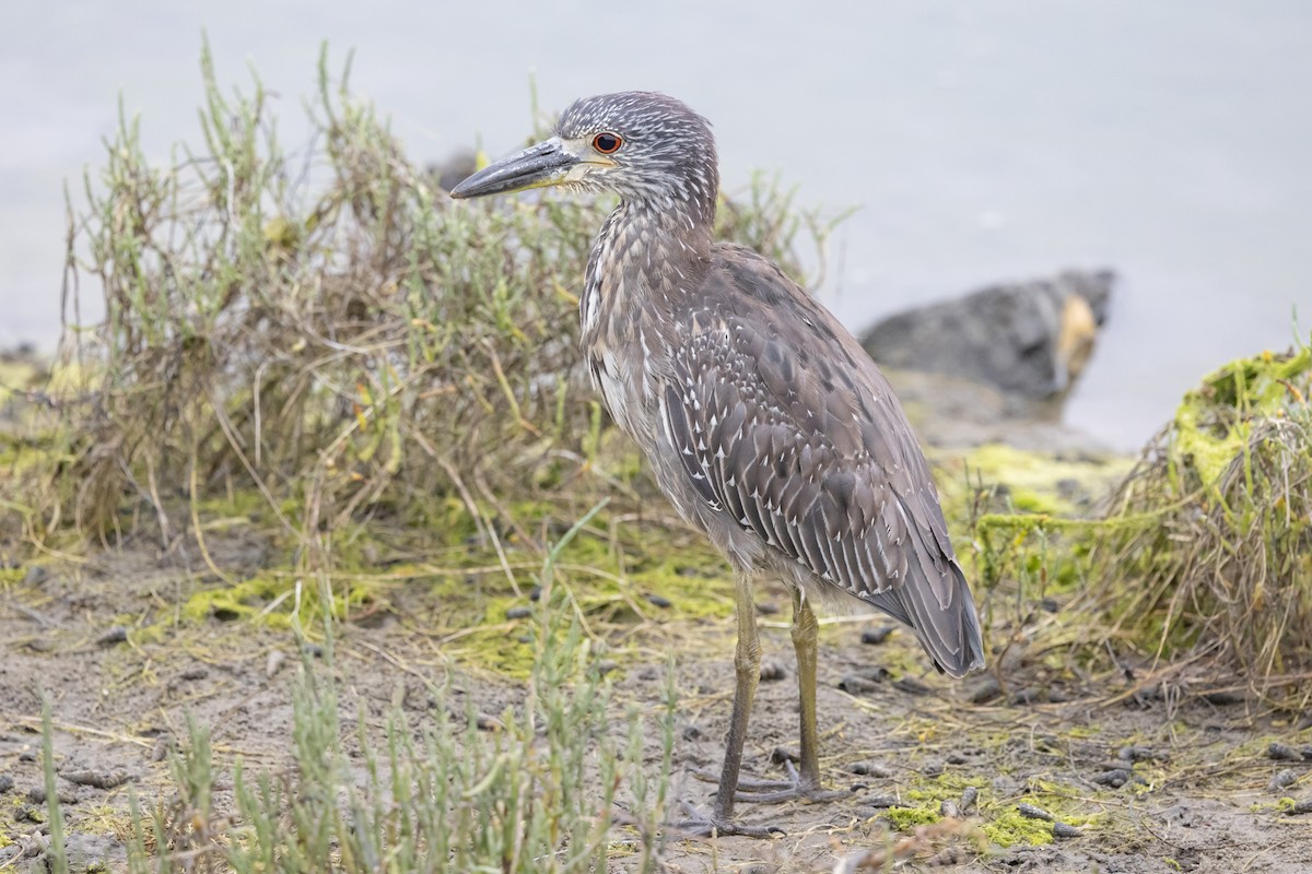 Yellow-crowned Night Heron - ML624108188