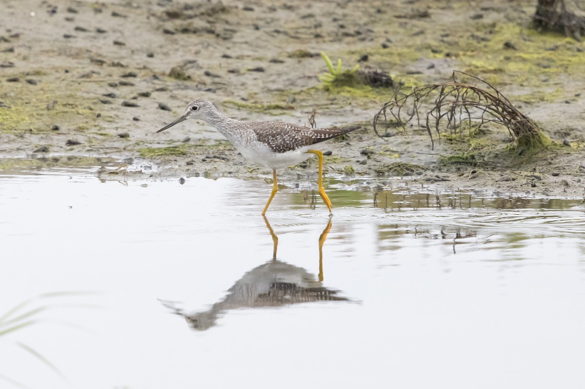 Greater Yellowlegs - ML624108196