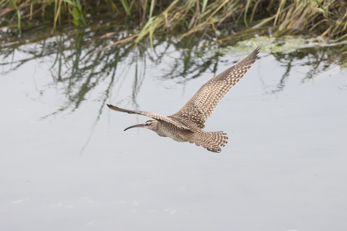 Whimbrel - ML624108197