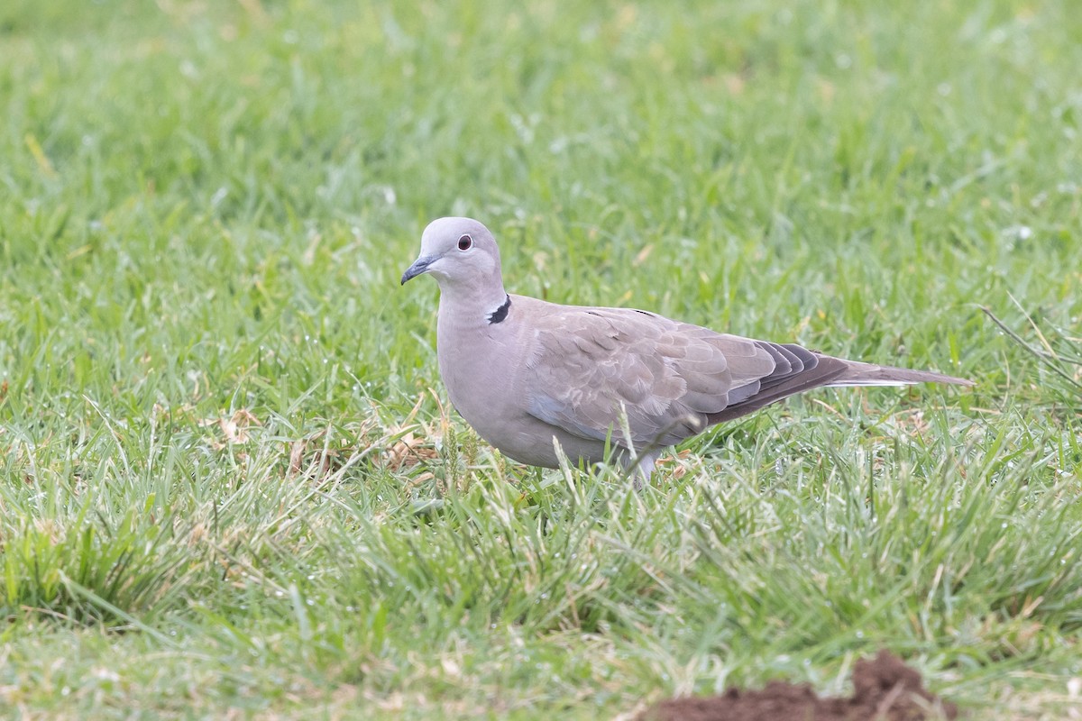 Eurasian Collared-Dove - ML624108204