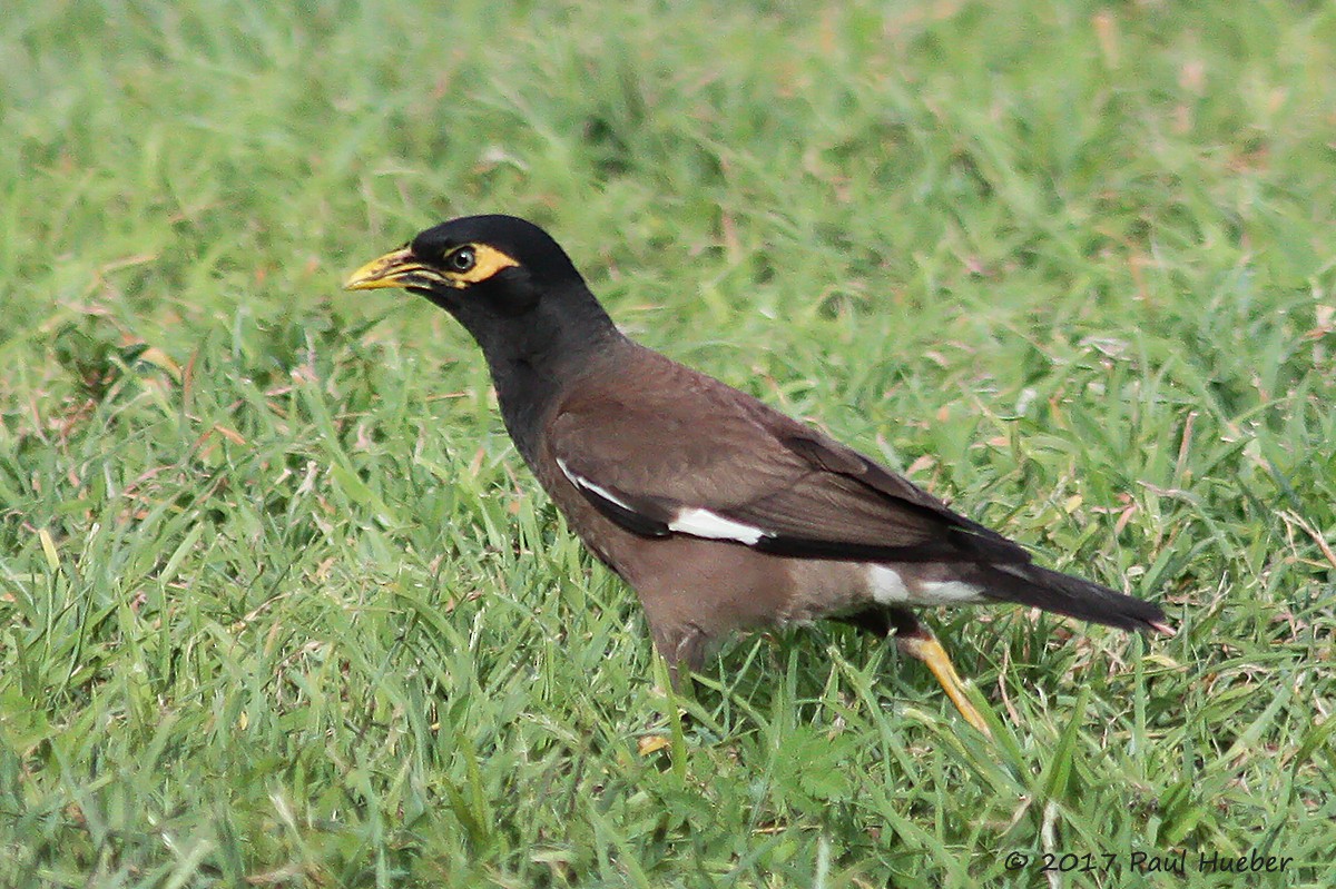 Common Myna - ML62410821