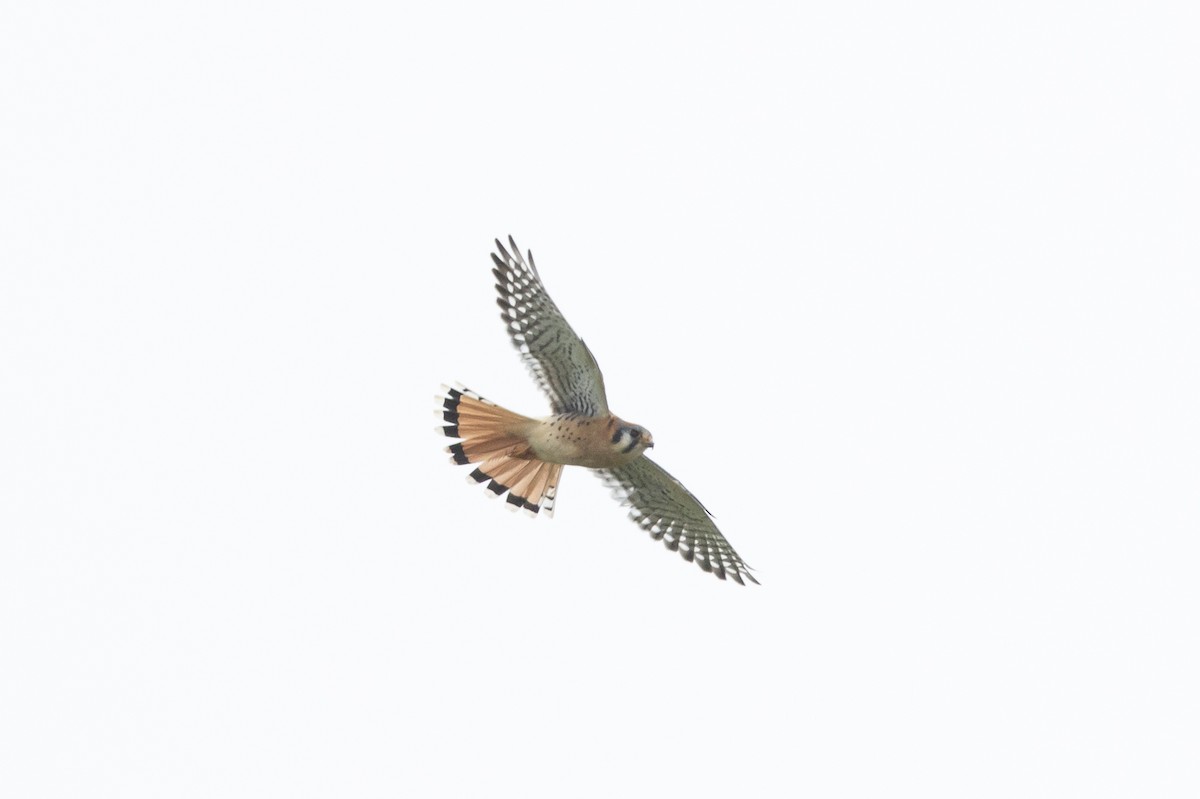 American Kestrel - ML624108211