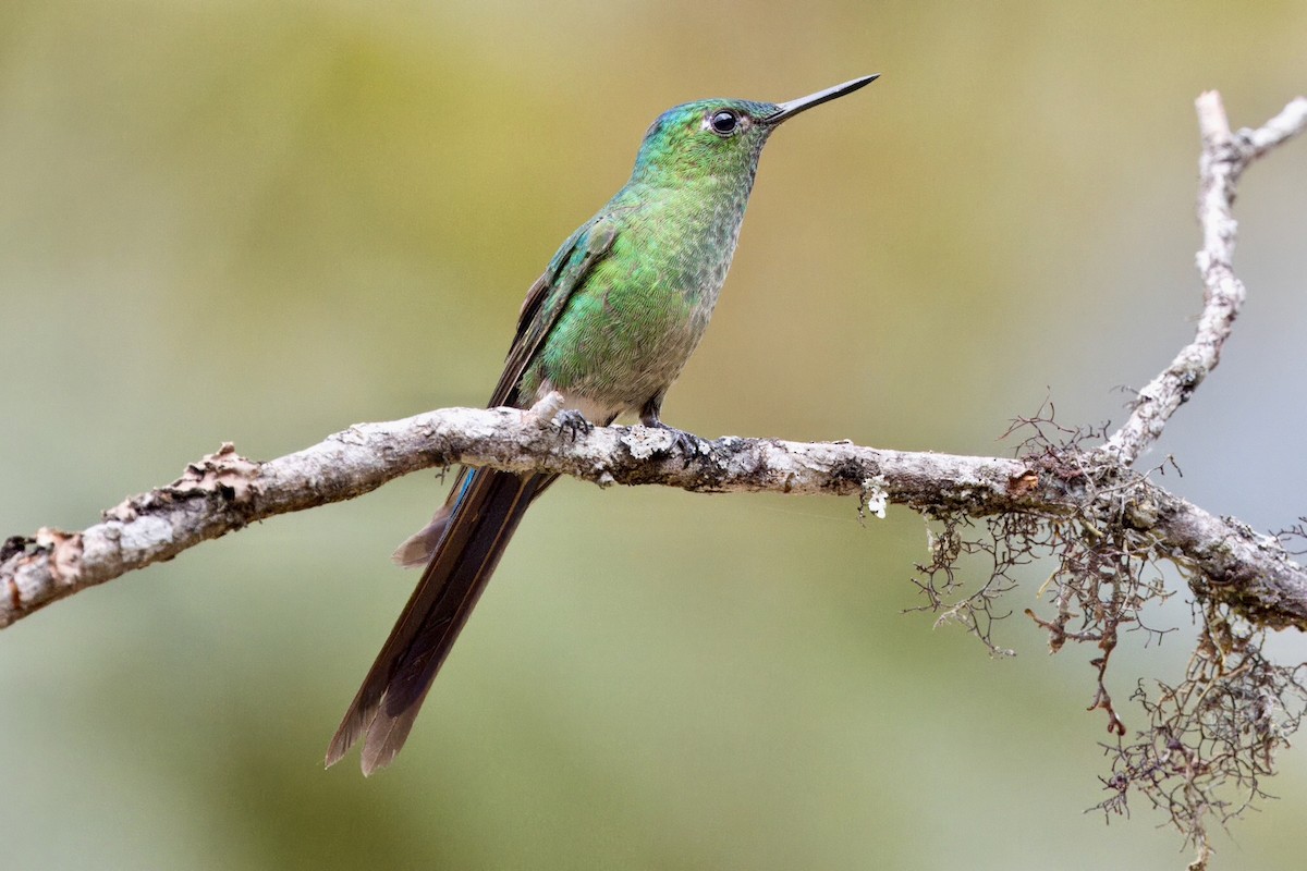 Long-tailed Sylph - ML624108216