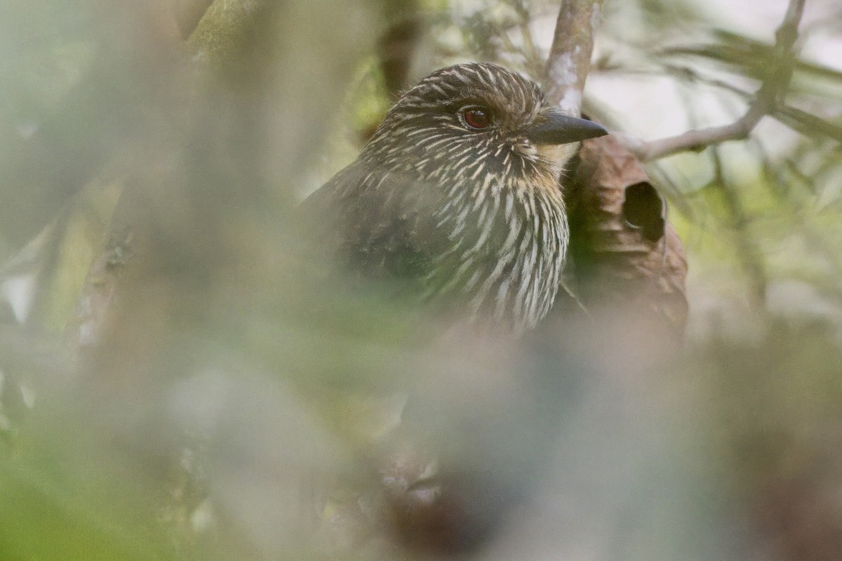 Black-streaked Puffbird - ML624108231