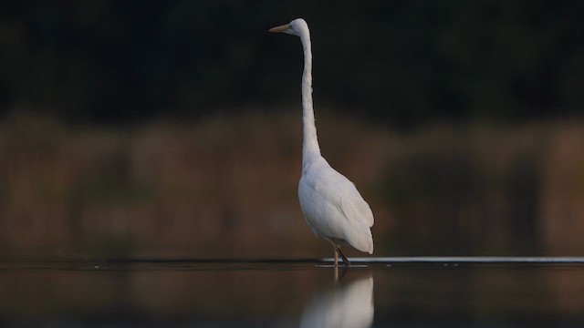 Grande Aigrette - ML624108232