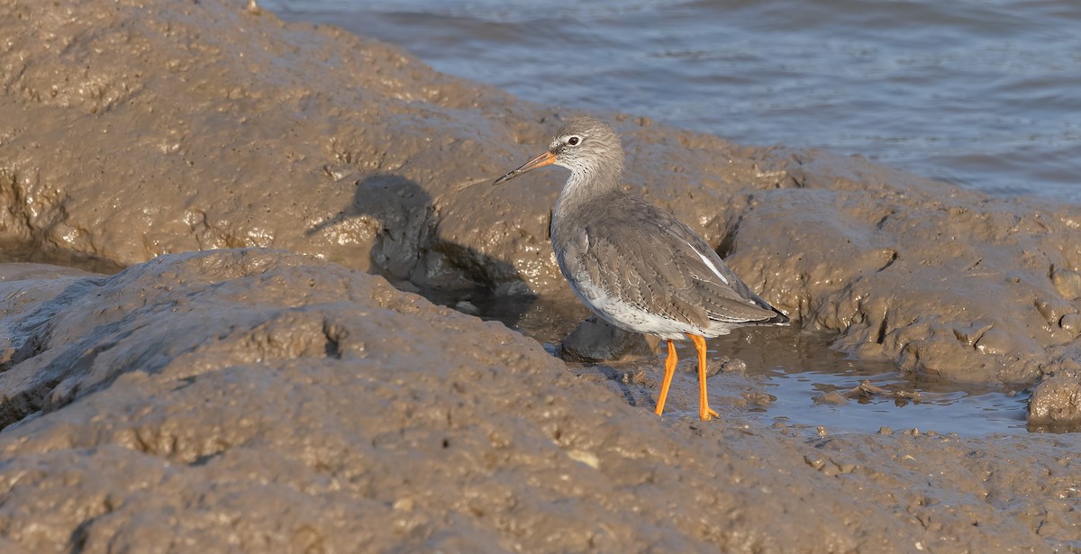 Common Redshank - Brian Small