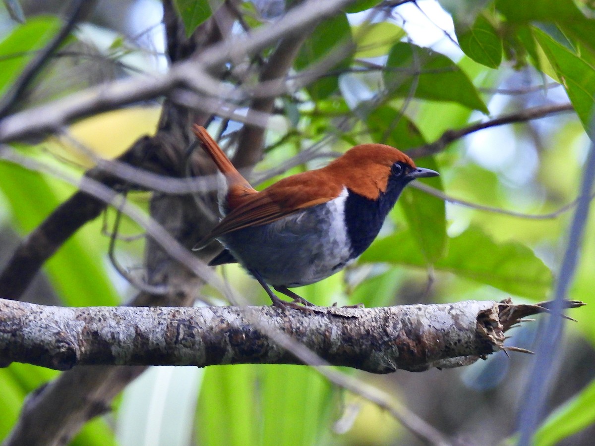 Okinawa Robin - Anita Flynn