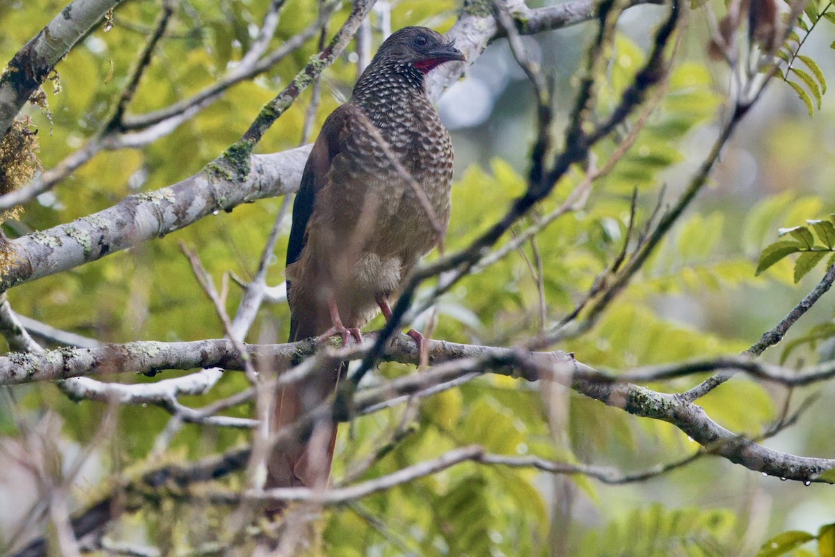 Chachalaca Moteada - ML624108267