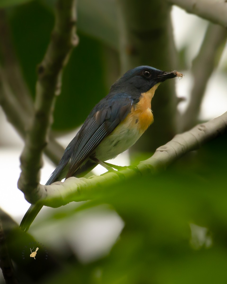 Tickell's Blue Flycatcher - ML624108270