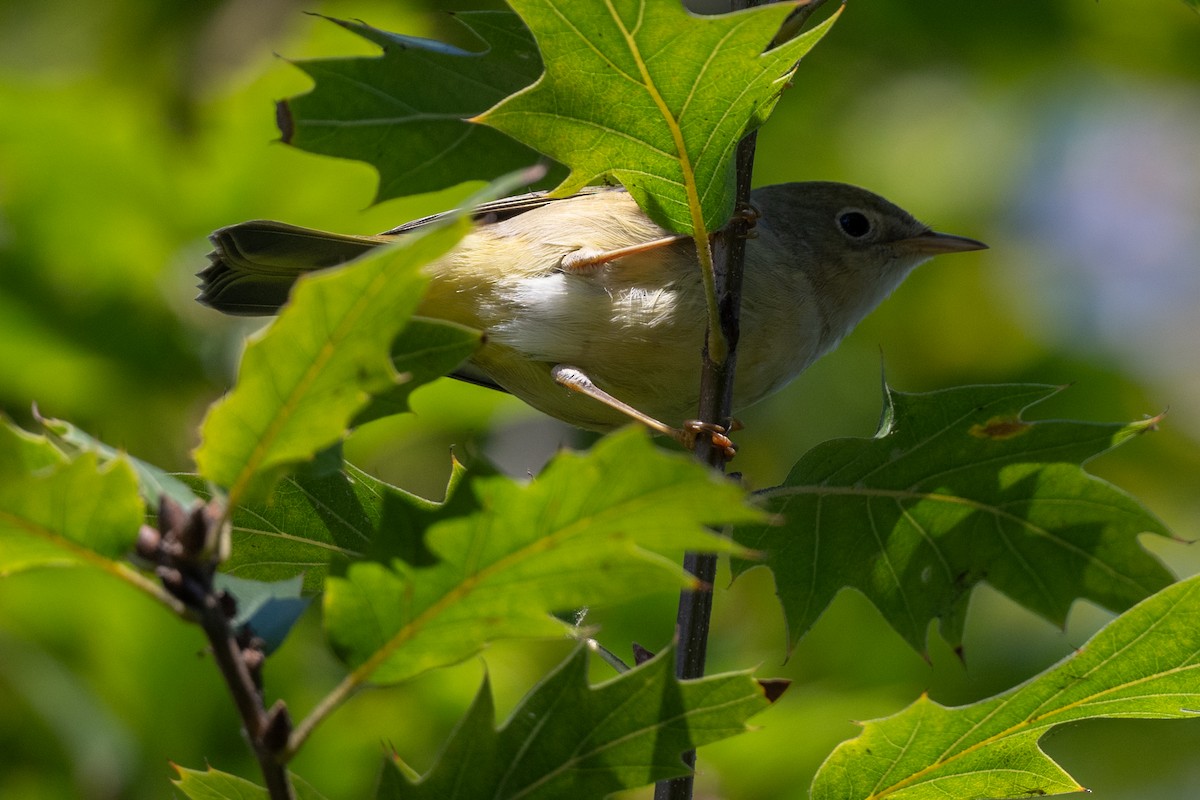 Nashville Warbler - ML624108275