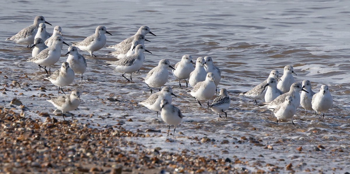 Sanderling - ML624108299