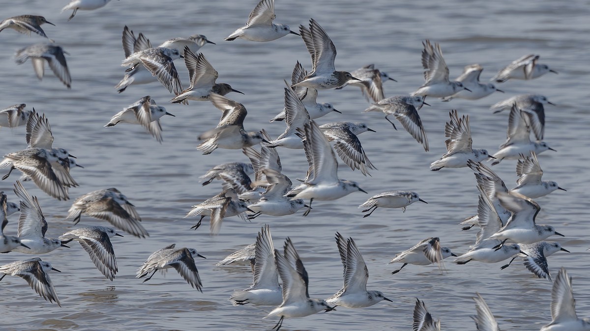 Sanderling - ML624108300