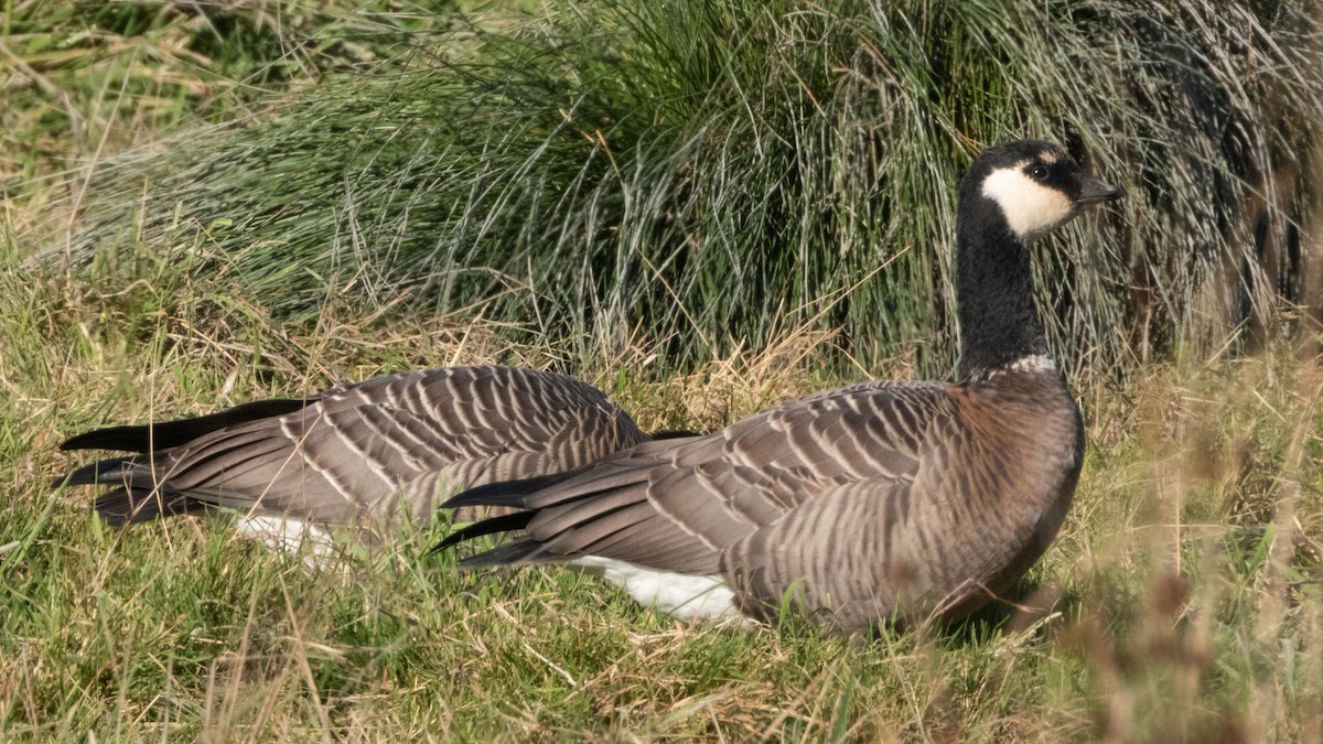 Cackling Goose - Kellen Apuna